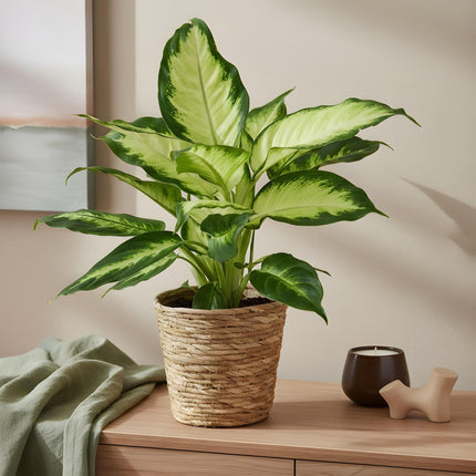Dieffenbachia Camilla - ↕45-50cm - Ø17cm - 2x