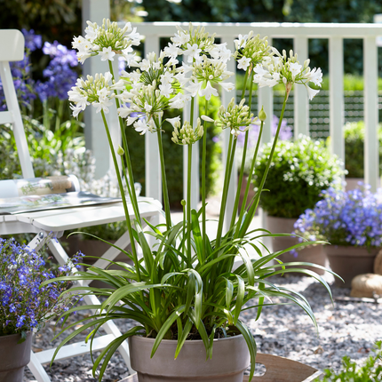 Agapanthus 'Everwhite' - Afrikaanse Lelie - ↕70cm - Ø23cm