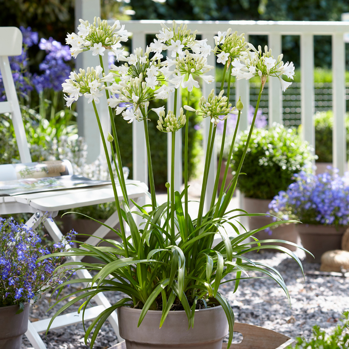 Agapanthus 'Everwhite' - Afrikaanse Lelie - ↕70cm - Ø23cm