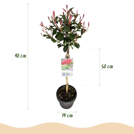 Photinia fraseri Carre Rouge – Stängelpflanze – Grün-rote Blätter – Topf 19 cm, Höhe 90 cm