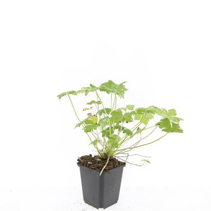 Géranium macr. 'Czakor' - ↕10-25cm - Ø9cm - 24x