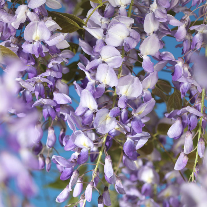 Blauwe regen - Wisteria floribunda Prolific - Bloem Blauw - ↕40cm - Ø11cm