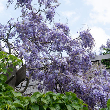 Wisteria sinensis 'Prolific' - Blauwe regen - ↕65cm - Ø15cm