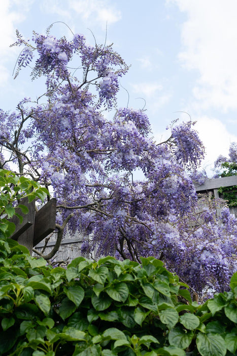 Wisteria sinensis 'Prolific' - Blauwe regen - ↕65cm - Ø15cm