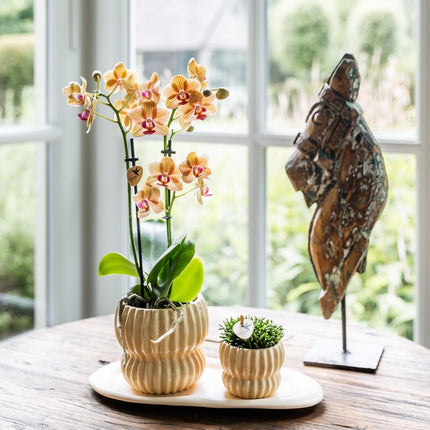 Kolibri Orchids | Gift Set Horizon Geel - Gele Phalaenopsis Orchidee Blossom Lima & Succulent