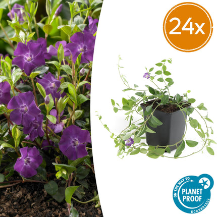 Vinca minor 'Atropurpurea' - Pervinca - ↕10-25cm - Ø9cm - 24x