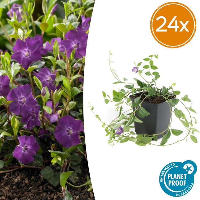 Vinca minor 'Atropurpurea' - Petite pervenche - ↕10-25cm - Ø9cm - 24x