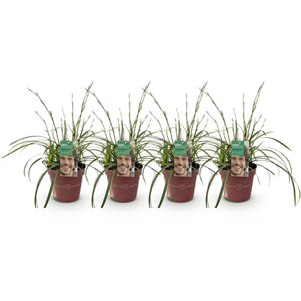 Carex morrowii Ice Dance - Junco - Blanco y verde - ↕50cm - Ø17cm - 4x