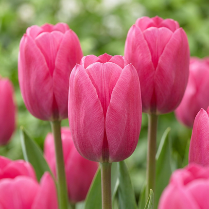 60x Tulipa Triumph Pink - Bloembollen - Triomftulp - Roze - Voorjaarsbloeier - Bolmaat 11/12