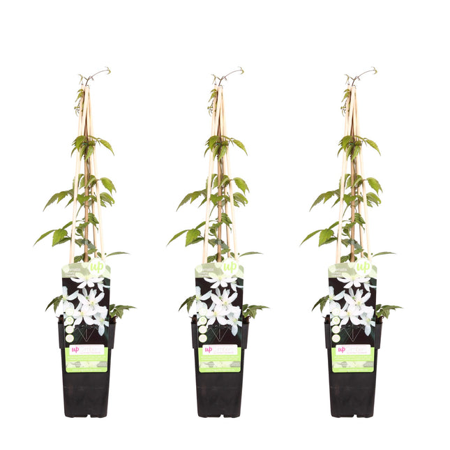 Clematis Montana 'Grandiflora' - Bosrank - ↕65cm - Ø15cm - 3x