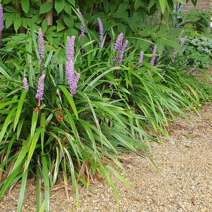 Liriope muscari 'Ingwersen' - ↕10-25cm - Ø9cm - 24x