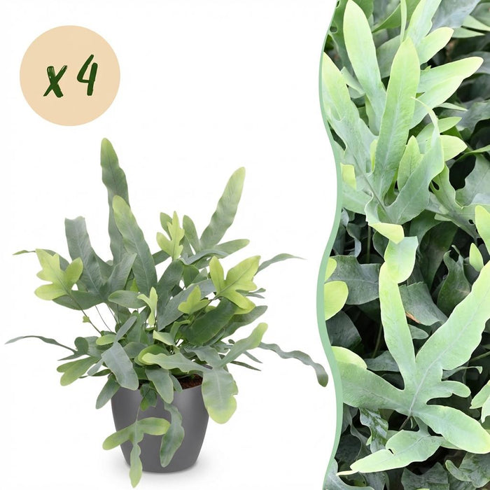 Phlebodium aureum Blue Star - Blauwe Varen - met grijze plantenpotten - ↕25cm - Ø12cm - 4x