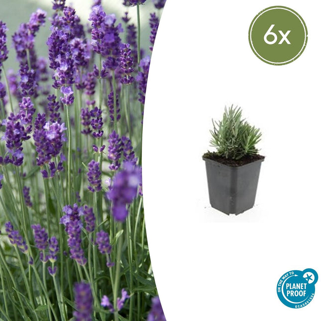 Lavandula Angustifolia 'Dwarf Blue' - ↕10-25cm - Ø9cm - 6x