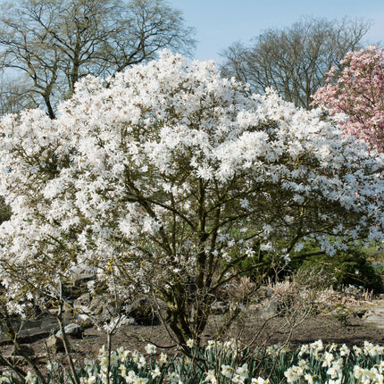 Sternmagnolie (Magnolia stellata) – Weißblühend – 1 Pflanze – Laubabwerfend – Pflegeleicht – Topf: 17 cm, Höhe: 45 cm