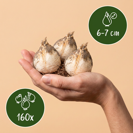 160x Allium Purple - Bloembollen - White Mix - Sierui paars-wit mix - Paars en Wit - Zomerbloeier - Bolmaat 10/12