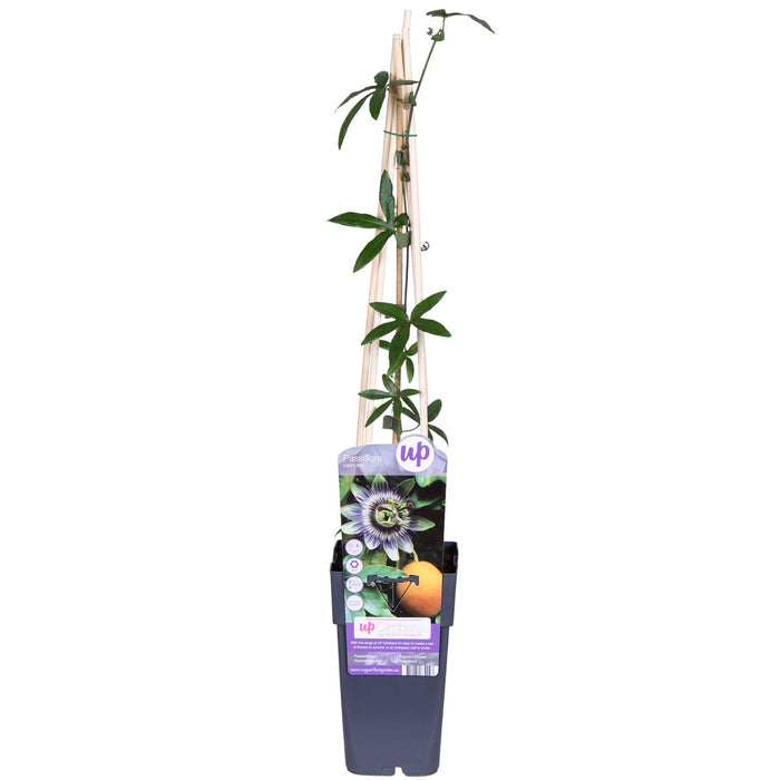 Passiebloem - Passiflora Blauw caerulea - ↕65cm - Ø15cm