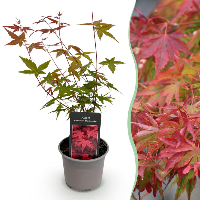 Japanse Esdoorn - Acer Palmatum Beni-maiko - Rood - ↕35cm - Ø12cm