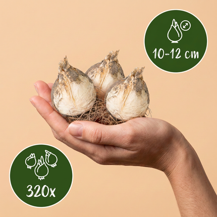 320x Allium Purple Rain - Bloembollen - Sieruit - Paars - Zomerbloeier - Bolmaat 10/12