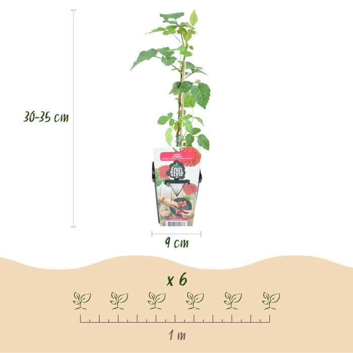 Groseille rouge (Rubus Tayberry) - ↕30-35cm - Ø9cm - 6x
