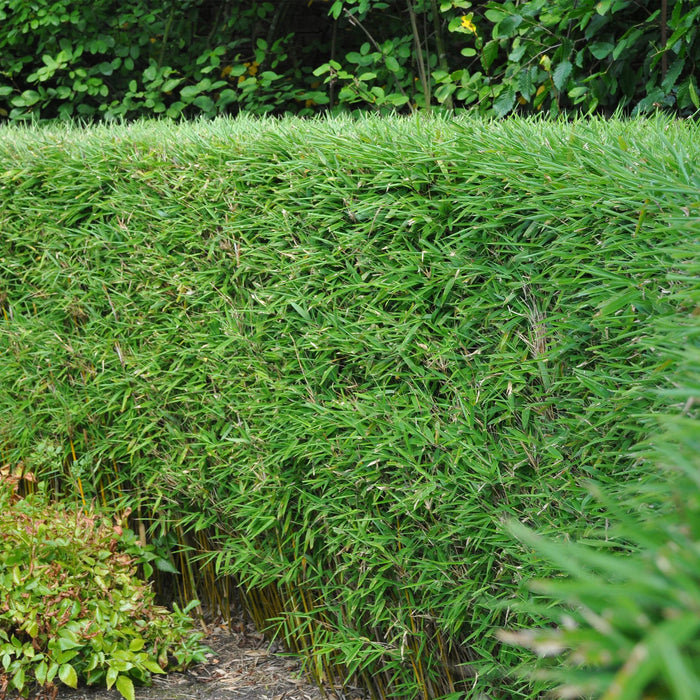 Bamboe - Fargesia rufa - Groen - 4 Planten - Bladhoudend - Niet Woekerend- Pot 14cm Hoogte 35cm