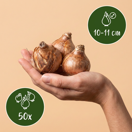 50x Narcissus Tete-A-Tete - Bloembollen - Miniatuurnarcis - Geel - Voorjaarsbloeier - Bolmaat 10/11