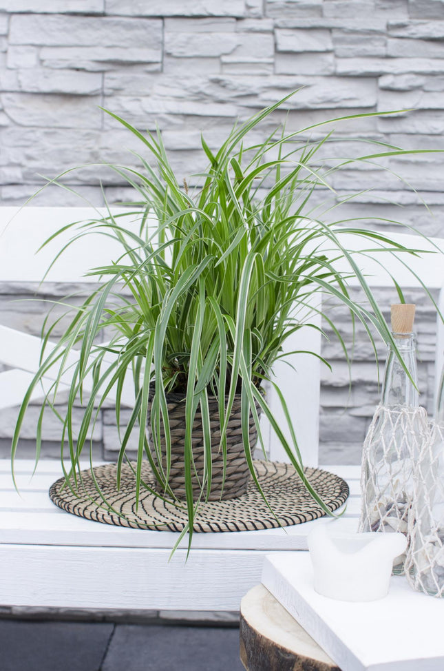 Carex morrowii 'Ice Dance' - Zegge - ↕30cm - Ø14cm