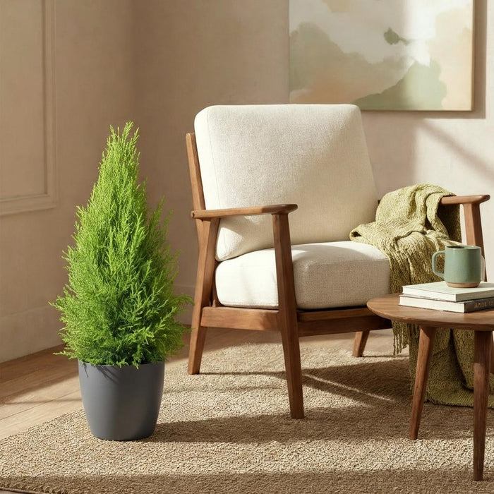 Cupressus Gold Crest Wilma - Kamer conifeer - met grijze plantenpot - ↕85-95cm - Ø21cm