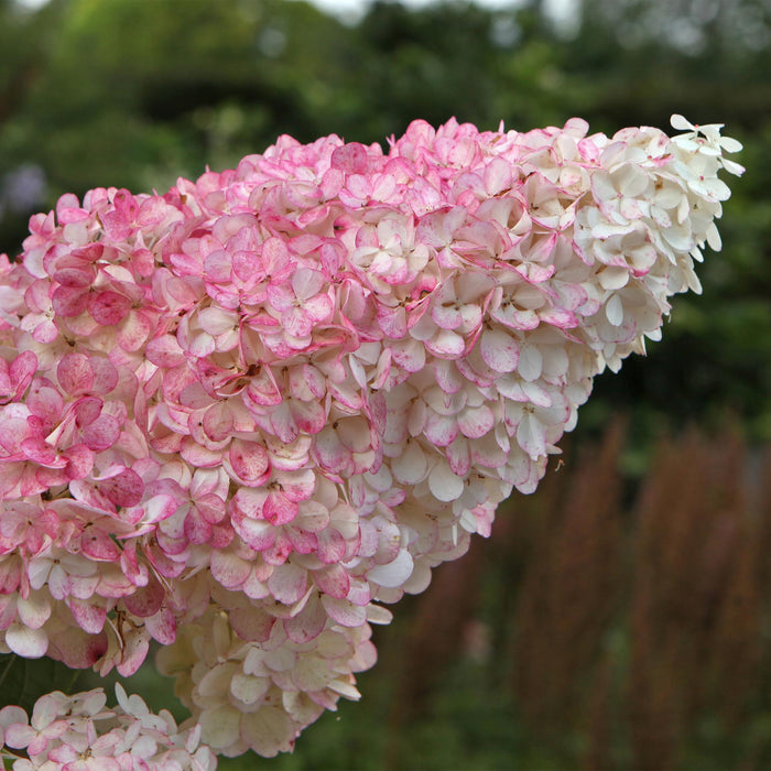 Pluim Hortensia - Hydrangea panniculata Vanille Fraise - Bloem Wit Roze  - 3 Planten 1 m2 - Bladverliezend - Grote Bloemen - Pot 17cm Hoogte 50cm