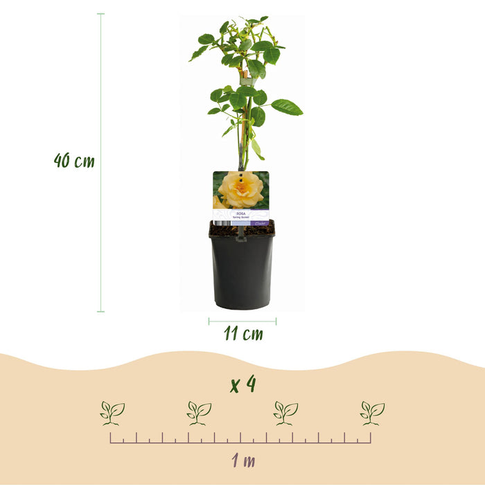 Klimroos - Rosa Spring Queen -Bloem  Geel - Weinig onderhoud - 2 planten - Pot 11cm Hoogte 40cm