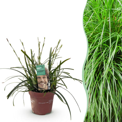 Carex oshimensis Verde Intenso - Carice - ↕50cm - Ø17cm