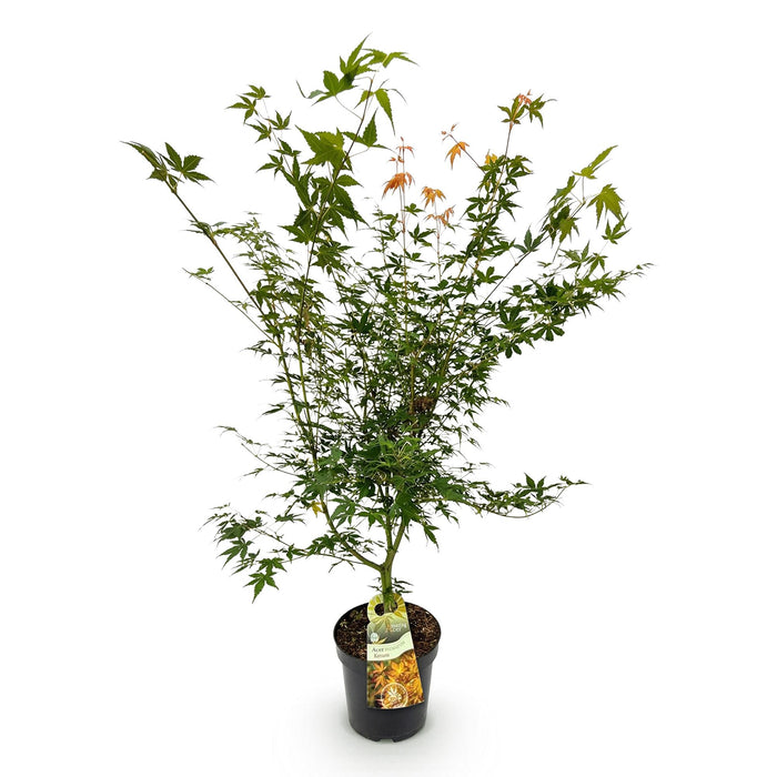 Acer palmatum Katsura - Japanse Esdoorn - Groen - ↕90cm - Ø26cm