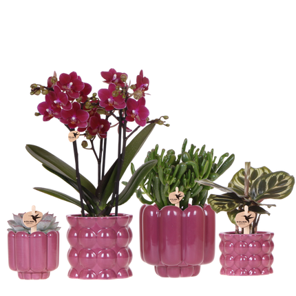 Kolibri Orchids | Plantenset Cotton Paars - Paarse Phalaenopsis Orchidee Blossom Chamonix, Succulenten & Calathea Makoyana