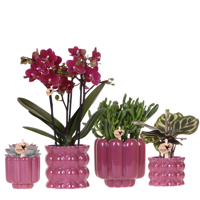 Kolibri Orchids | Plantenset Cotton Paars - Paarse Phalaenopsis Orchidee Blossom Chamonix, Succulenten & Calathea Makoyana