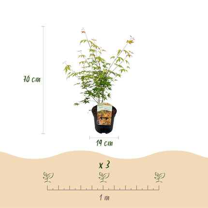 Japansk ahorn - Acer palmatum Katsura - Orange - ↕70cm - Ø19cm - 2x