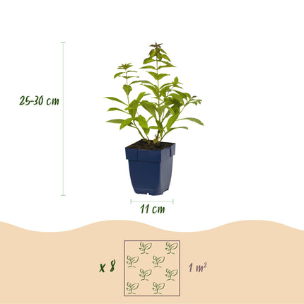 Borderpakket - Geurend - 8 Vaste planten - 1 m2 - Diversen kleuren - Weinig Onderhoud - Ø11cm
