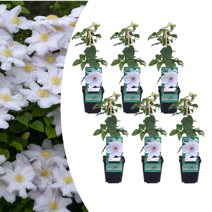 Clematis ‘Miss Bateman’ 6x – P9 pot – elegant white flowering climbing plant