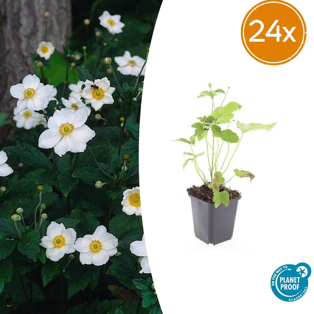 Anemone hybrida 'Honorine Jobert' - Herfstanemoon - ↕10-25cm - Ø9cm - 24x