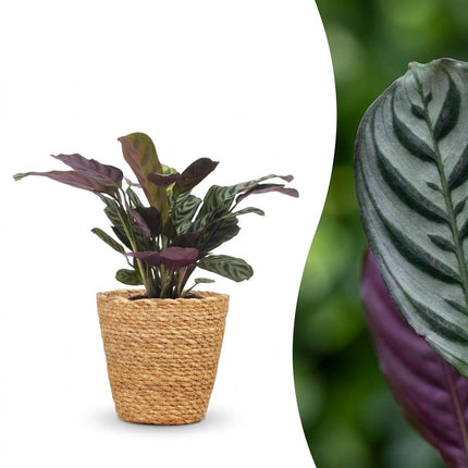 Ctenanthe Burle Marxii - Visgraatplant - met Zeegras Mand - Pot 12cm - Hoogte 30cm