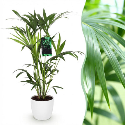 Howea Forsteriana - Palma Kentia - con vaso bianco - ↕80-85cm - Ø19cm