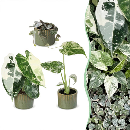Baby Planten Variegata Mix - Diversen 3x - Tropisch - incl. Linnea Olive - Ø6cm - ↕10-15cm