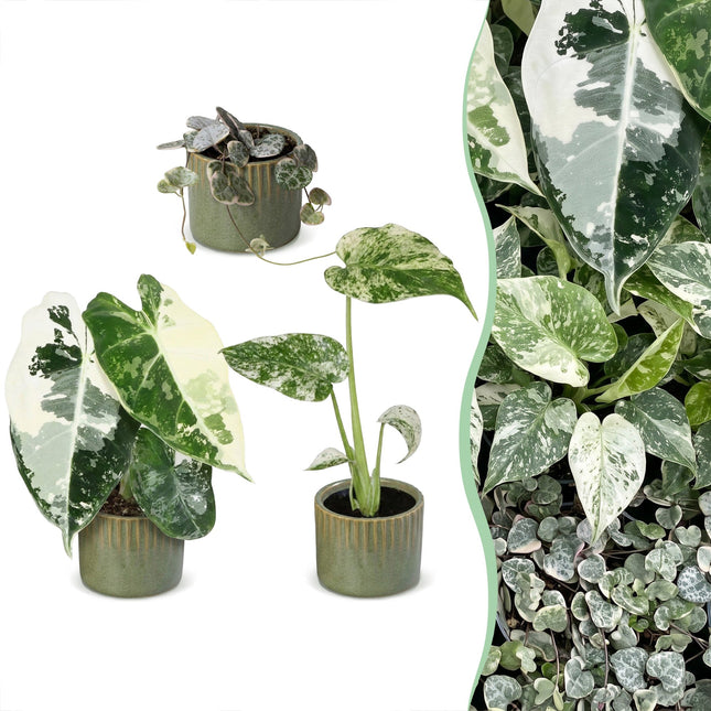 Baby Planten Variegata Mix - Diversen 3x - Tropisch - incl. Linnea Olive - Ø6cm - ↕10-15cm