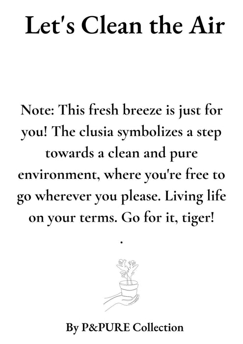 Clusia Rosea Gift "Let's Clean The Air" met wenskaart - Ø12cm - ↕30cm