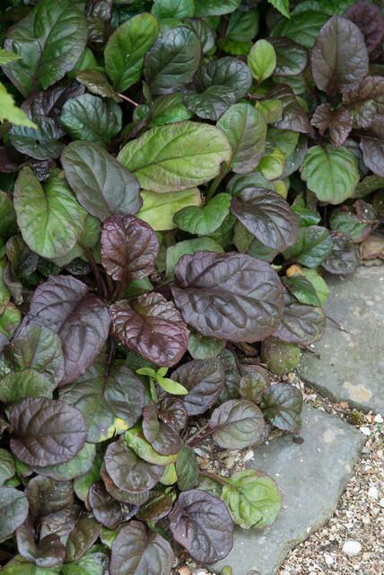 Ajuga reptans 'Catlin's Giant' - Kruipend Zenegroen - ↕10-25cm - Ø9cm - 6x