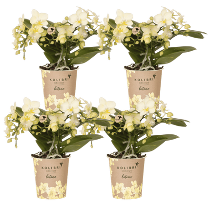 Kolibri Orchids | Combi Deal - 4 Gele Phalaenopsis Orchideeën Botanic Yellow - Ø9 cm