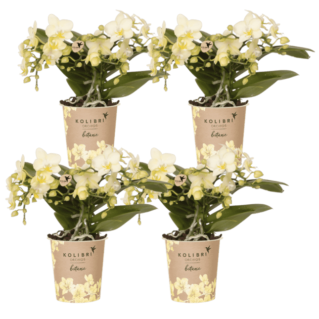 Kolibri Orchids | Combi Deal - 4 Gele Phalaenopsis Orchideeën Botanic Yellow - Ø9 cm