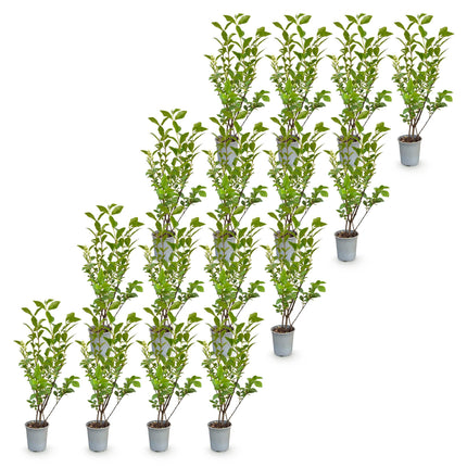 Ligustrum ovalifolium - Gewone Liguster - 16x Haagplanten - Groenblijvend - Groen - Pot 9cm - Hoogte 35-45cm