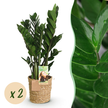 Zamioculcas - ZZ plante - med kurv - ↕65-75cm - Ø17cm - 2x