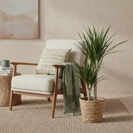 Dracaena Marginata – Drachenbaum – mit Korb – Topf 21 cm – Höhe 90–100 cm