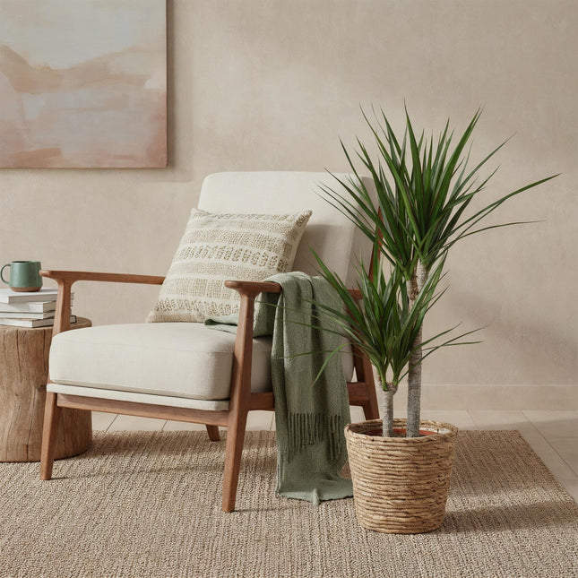 Dracaena marginata - Arbre dragon - avec panier - Pot de 21 cm - Hauteur 90-100 cm