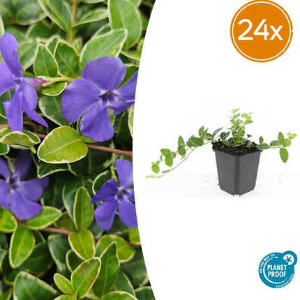 Vinca minor 'Ralph Shugert' - Kleine Maagdenpalm - ↕10-25cm - Ø9cm - 24x